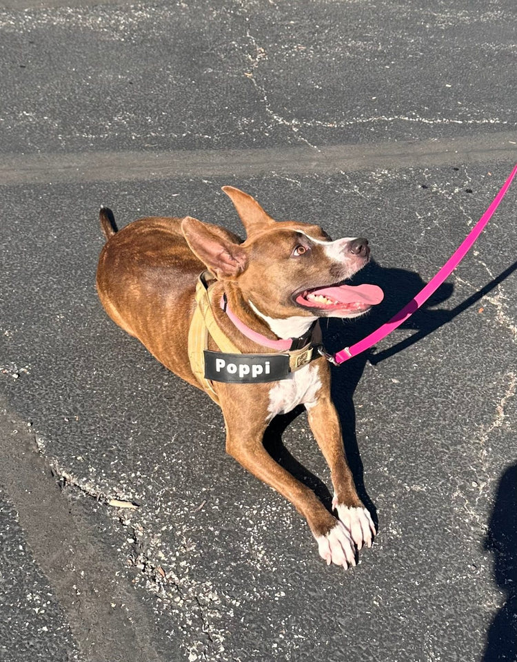 Poppi, a brindle dog, lying on a parking lot in a tan Team K9 Lightweight Harness with her name patch, pink leash clipped on