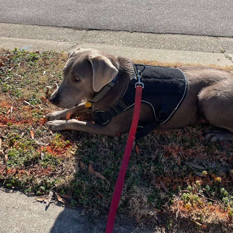 A customer's dog wearing the Team K9 tactical harness in the chosen color