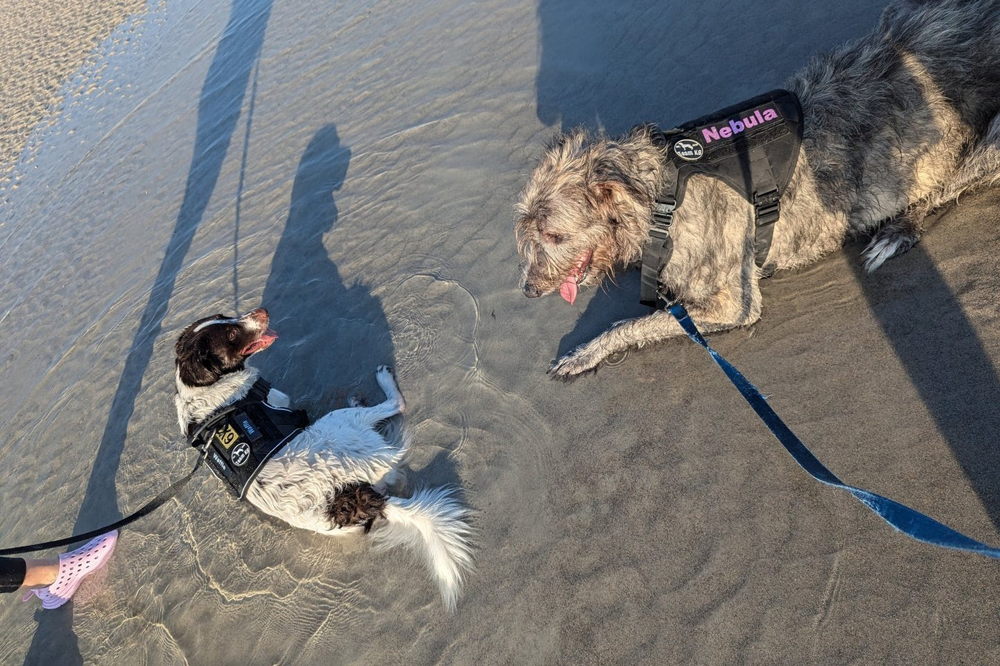 Two customer dogs on leashes at the beach, one an Irish Wolfhound in a Team K9 tactical harness