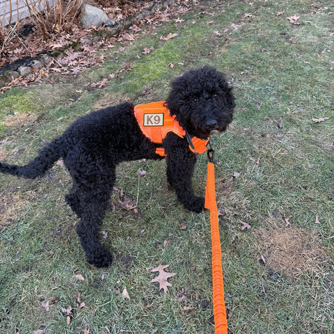 Black curly-coated dog in an orange Team K9 tactical no-pull harness