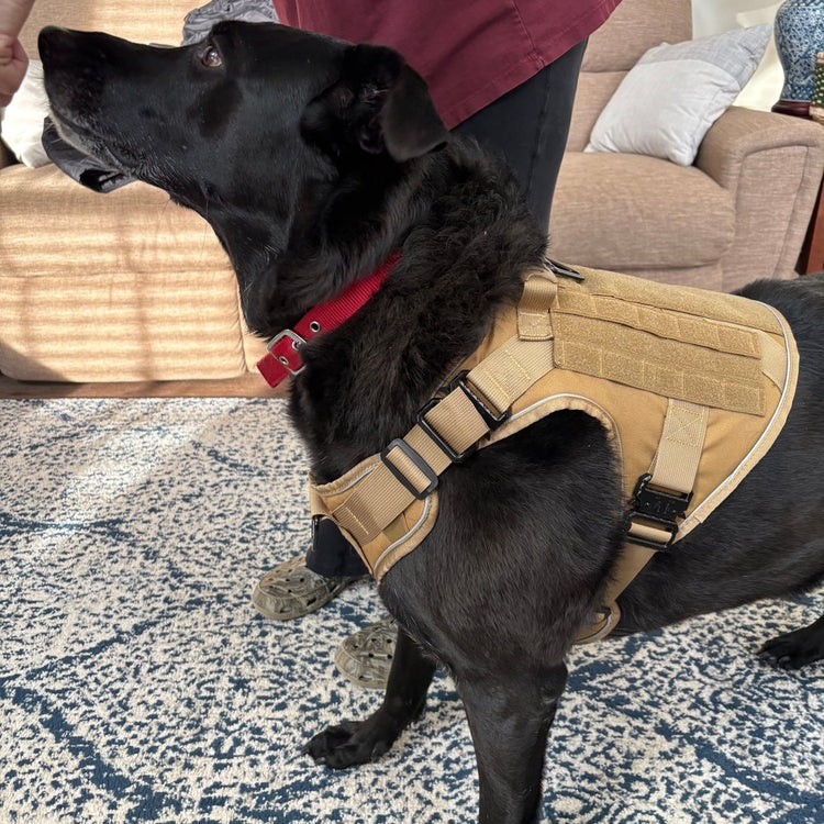 A customer's black Lab standing beside its owner in a Desert Brown Team K9 harness with its buckles fastened