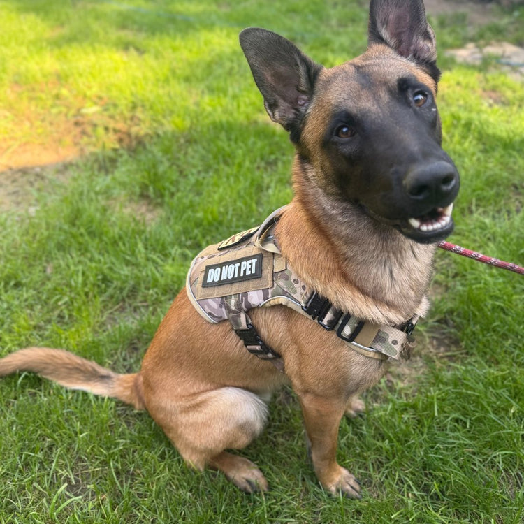 A customer's Belgian Malinois sitting on grass in a MultiCam Team K9 harness
