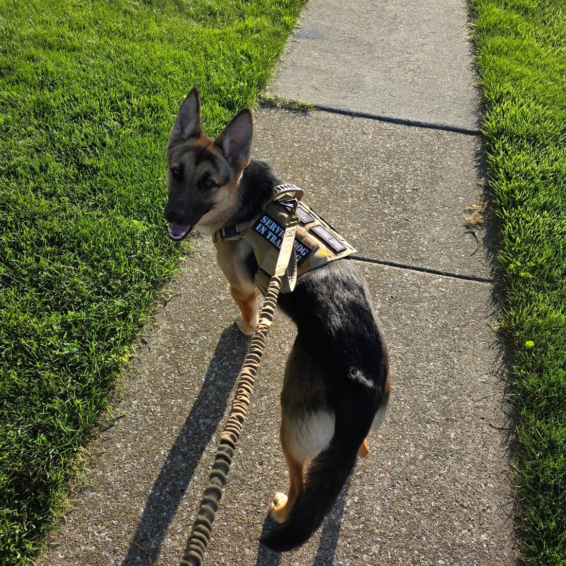 A customer's German Shepherd on a sidewalk walk in a Team K9 Classic harness and bungee leash
