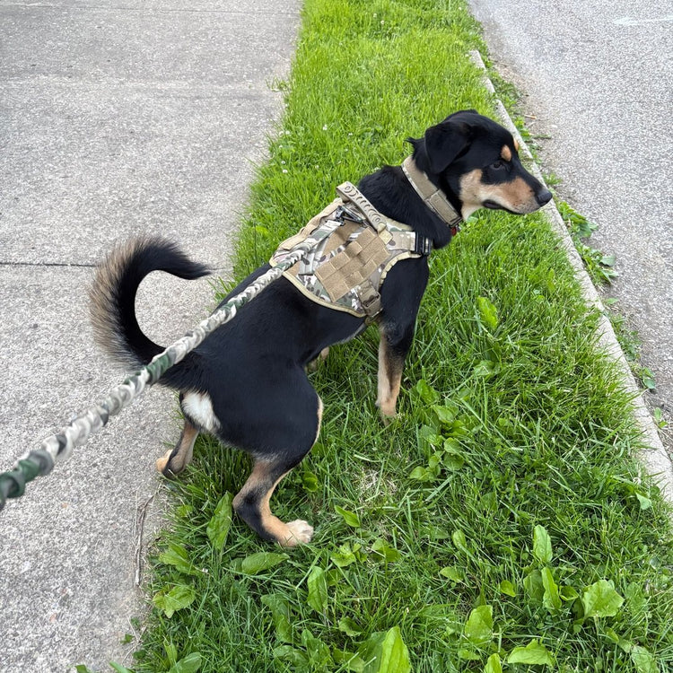 A customer's black and tan dog in a MultiCam Team K9 Classic harness on a walk, the leash clipped on