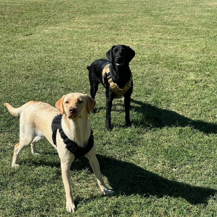 A customer's yellow Lab and black Lab in Team K9 Classic harnesses on a lawn