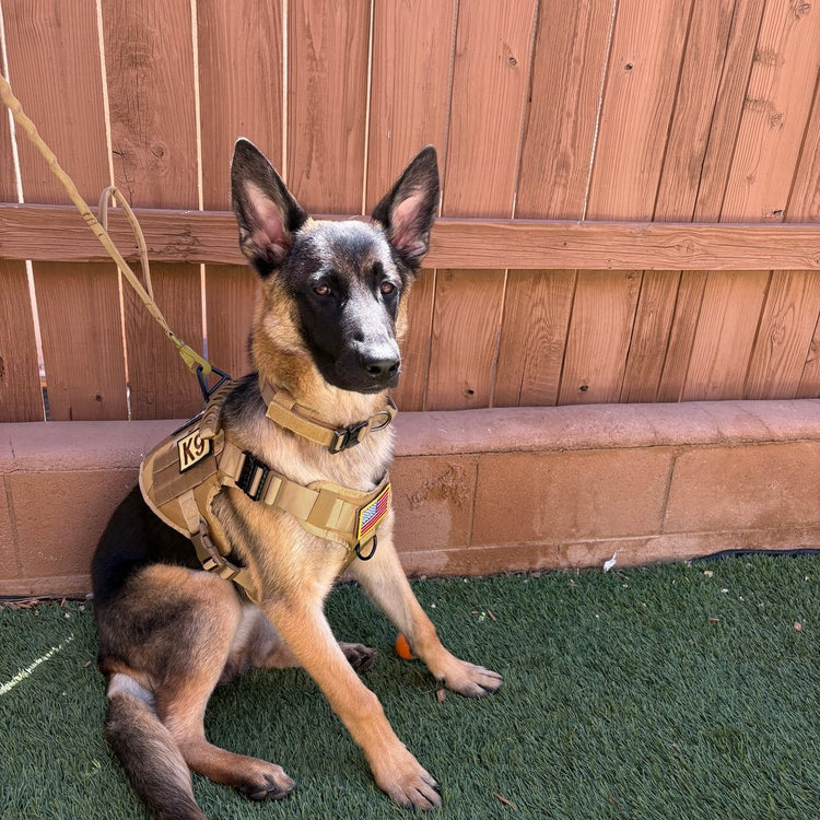 A customer's young Belgian Malinois sitting in a Desert Brown Team K9 Classic harness with a leash clipped on