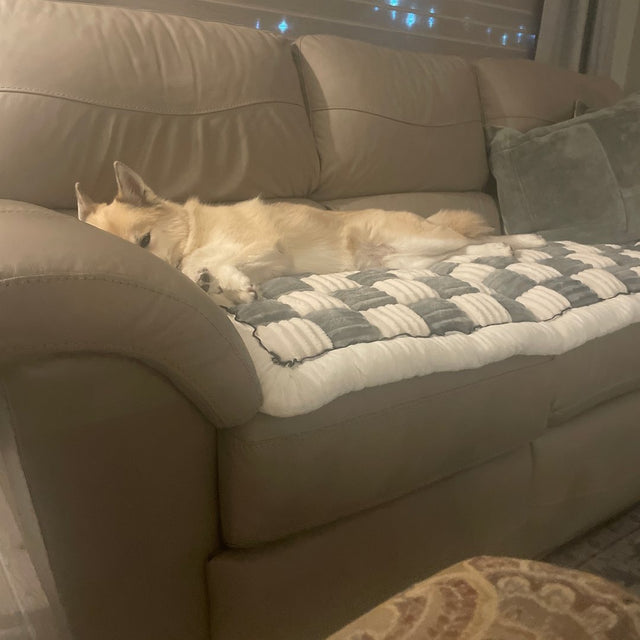 Customer photo: a dog asleep on a gray Team K9 couch cover on a sofa