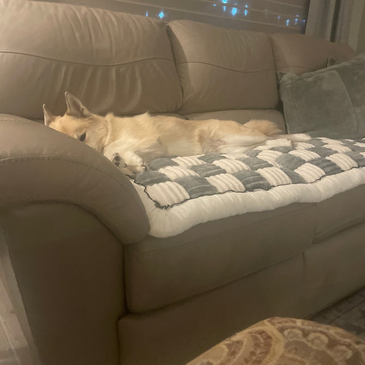 A customer's sofa with a Team K9 couch cover in the chosen color