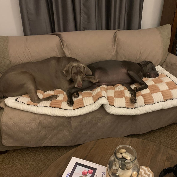 Customer photo from Larry T.: two dogs asleep on a Beige Team K9 couch cover