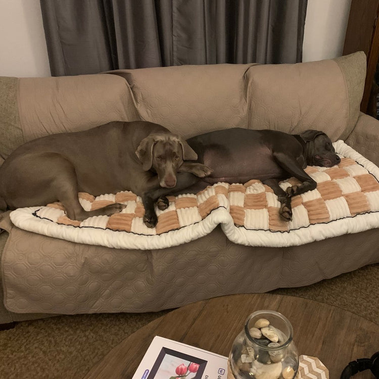 Customer photo from Larry T.: two dogs asleep on a Beige Team K9 couch cover