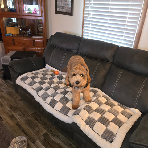 Dog sitting on a Team K9 2-in-1 couch cover on a leather sofa