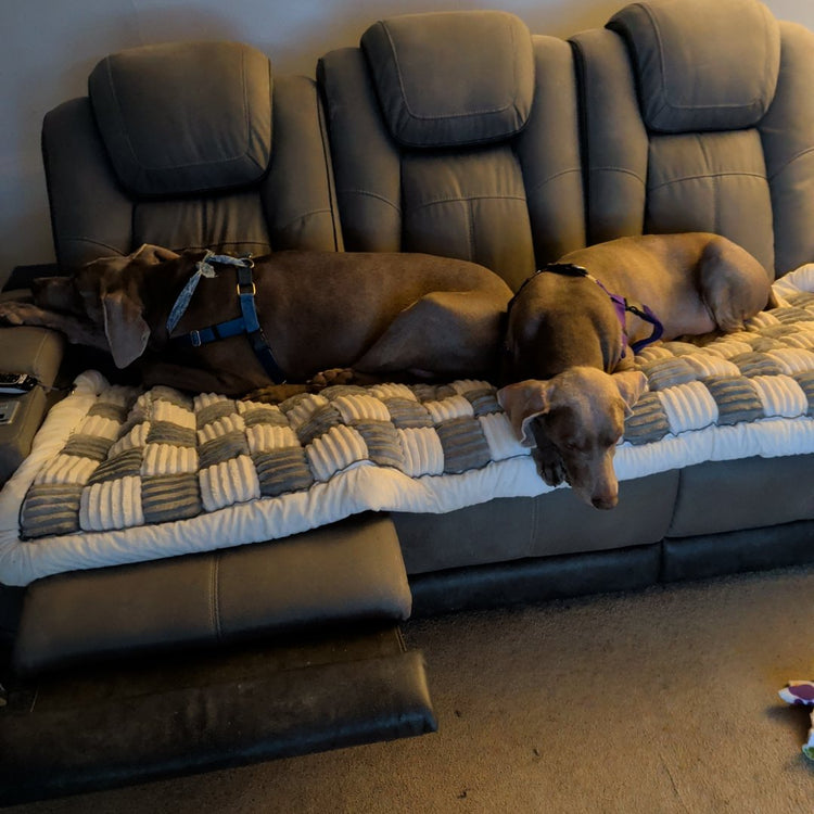 Two customer dogs stretched out on a Gray Team K9 couch cover on a reclining sofa
