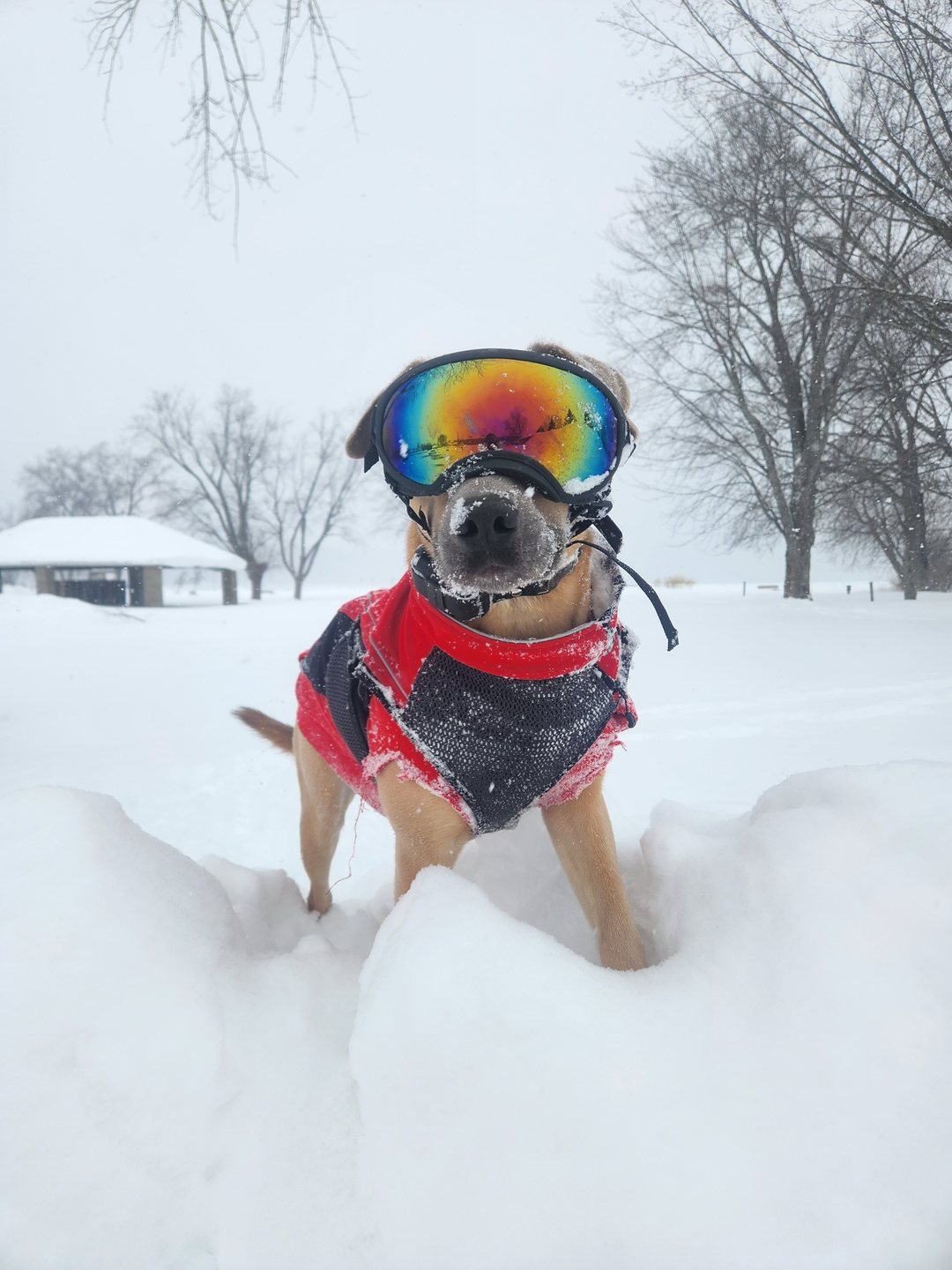 Dog in a red coat wearing Team K9 Dog Goggles standing in deep snow