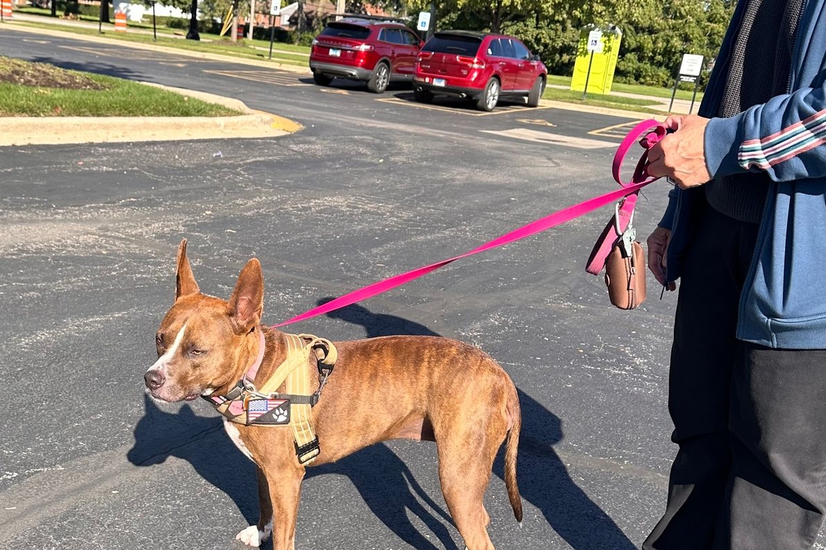 A customer walking a brindle dog on a pink leash in a Desert Brown Team K9 lightweight harness