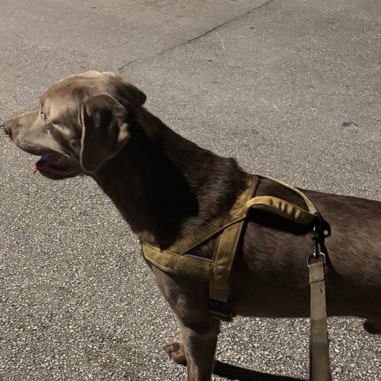 A customer's silver Lab in a Desert Brown Team K9 lightweight harness, with the top handle across its back