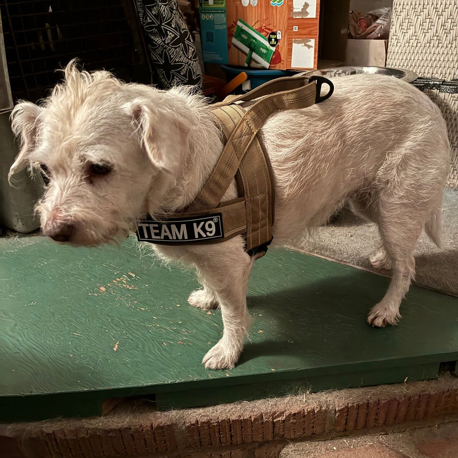 A customer's small white dog standing in a Desert Brown Team K9 lightweight harness with a TEAM K9 name patch