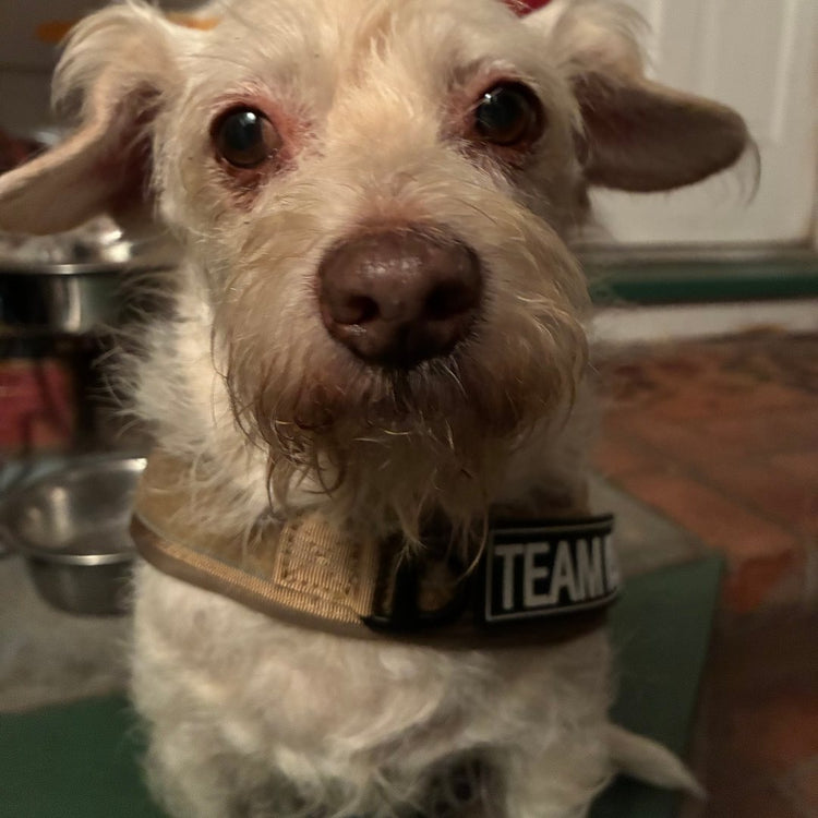 Close view of a customer's small white dog in a Team K9 lightweight harness, its padded chest strap carrying a TEAM K9 name patch