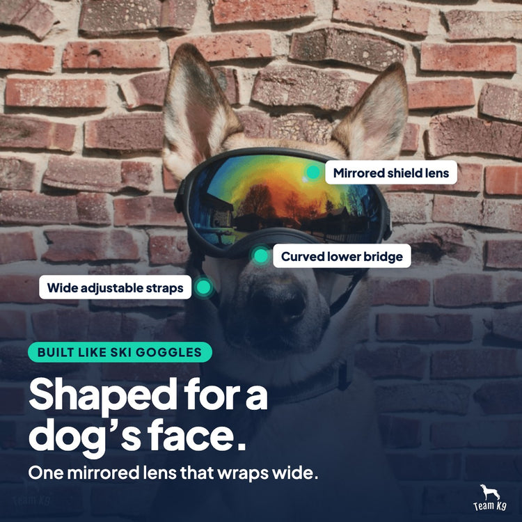 Product card of a dog wearing Team K9 Dog Goggles in front of a brick wall, with callouts for the mirrored shield lens, the curved lower bridge and the wide adjustable straps. Shaped for a dog's face.