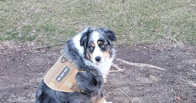 Reviewer's Australian Shepherd Harley in the tan harness