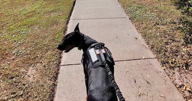 Reviewer's Doberman walking in the black harness