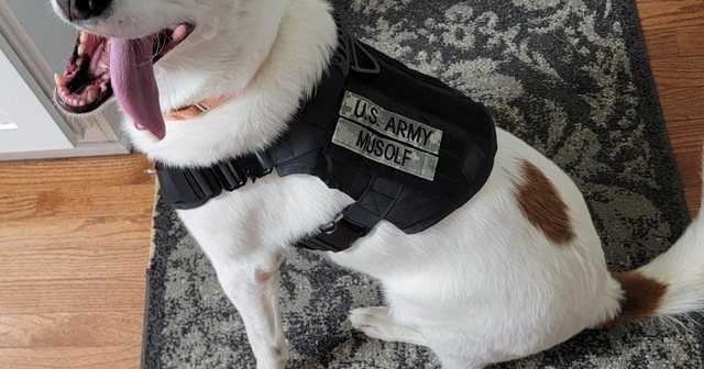Reviewer's dog Harley smiling in the black harness