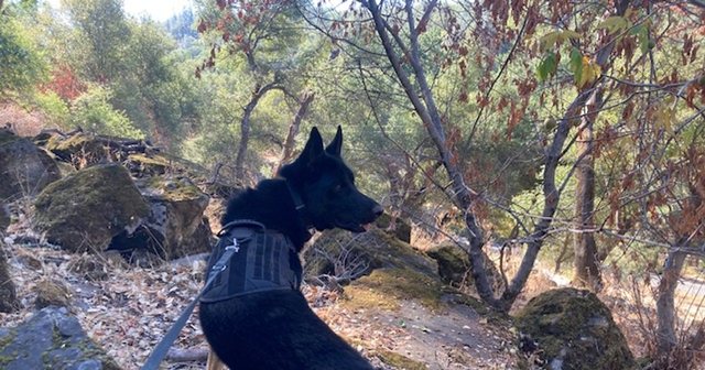Reviewer's rescue dog Otis on a trail in the harness