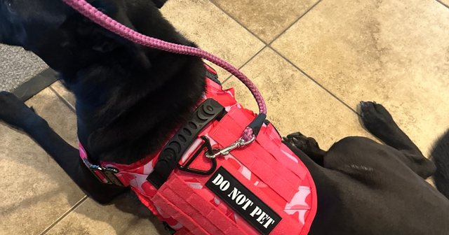 Reviewer's black lab in the red harness