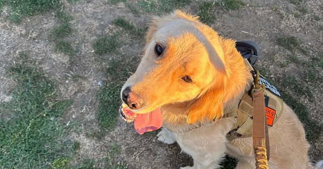 Reviewer's Golden Retriever Banks in the tan harness