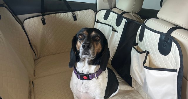 Reviewer's dog Ruby sitting on the tan cover