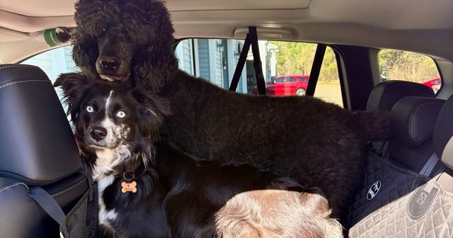Reviewer's poodle and mini Aussie on the cover