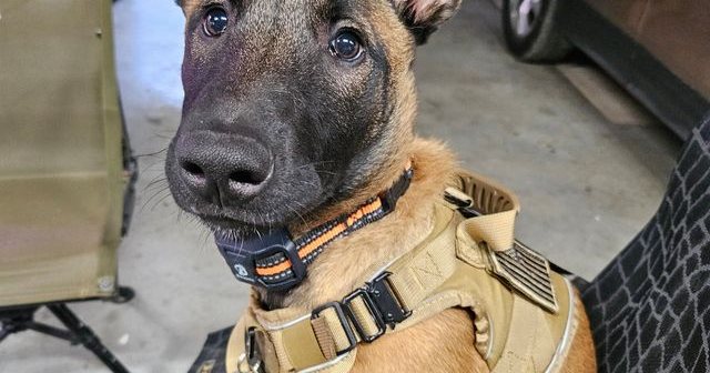 Reviewer's Malinois puppy Mia in the tan tactical harness