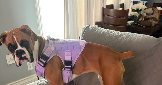 Reviewer's boxer wearing the light purple tactical harness