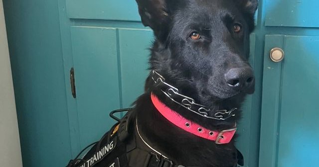 Reviewer's German Shepherd in the black tactical harness