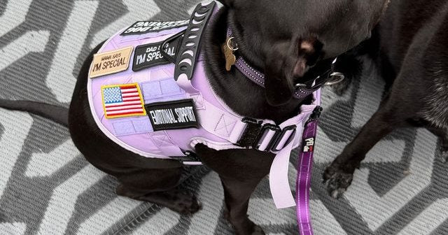 Reviewer's black lab in the light purple harness