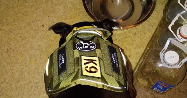 Reviewer's dog in the hi-vis K9 harness
