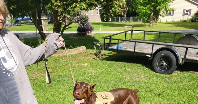 Reviewer's Doberman Magnum in the yard wearing the harness